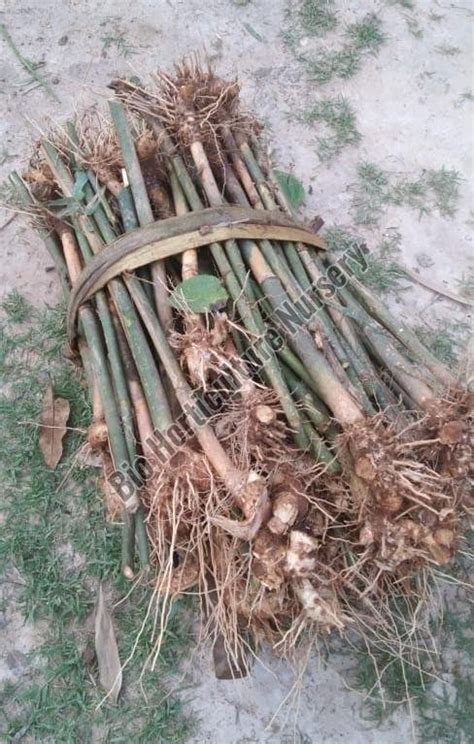 Bamboo Rhizome Plant Manufacturer, Supplier from Hojai