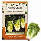 Farmgokart | 10 Gms of LETTUCE ROMAINE SEEDS |Approx 10000 seeds per ...