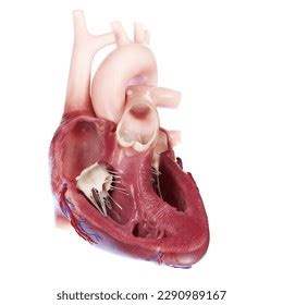 Image result for Heart with Name Using Python