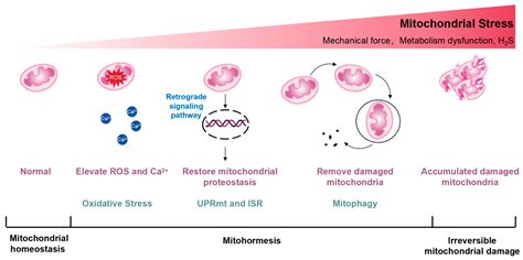 Harnessing Mitochondrial Stress for Health and Disease: Opportunities ...