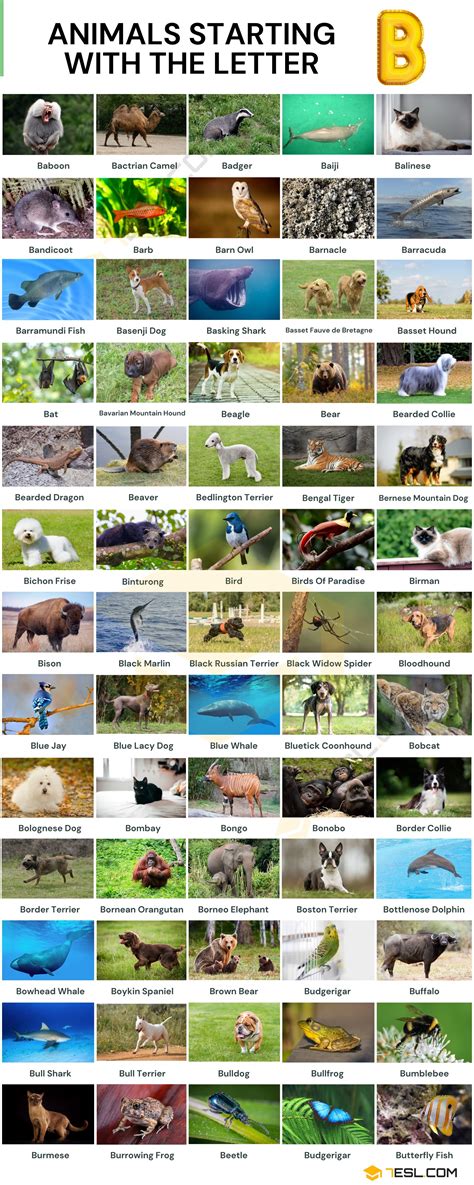 Animals Beginning With F : Animals That Start With F List Of Amazing ...