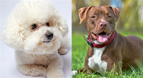 Pitbull Poodle Mix Puppies