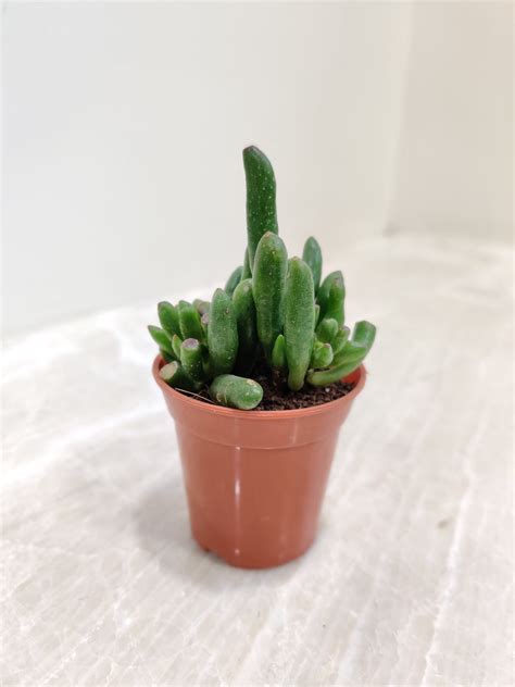 Crassula Ovata 'Gollum' Jade Small Succulent Plant | Buy Succulents ...