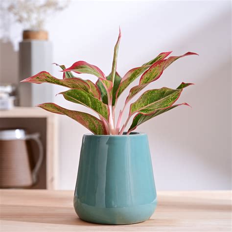 Tulip Fantasy Extra Small Ceramic Planter – Ugaoo