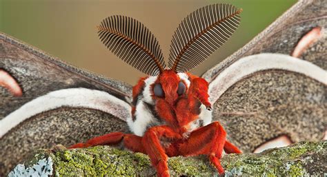 Image result for Large Moth