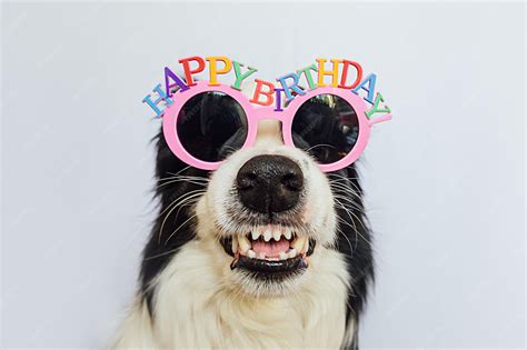 Dog Happy Birthday