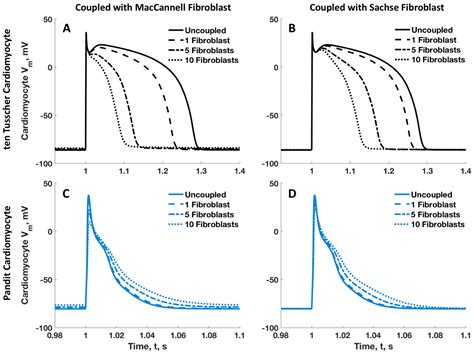 Modeling Fibroblast–Cardiomyocyte Interactions: Unveiling the Role of ...