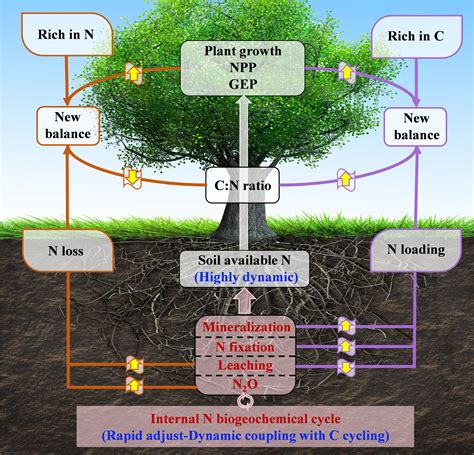 Global Nitrogen Cycle