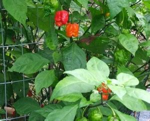 VibeX ® RXI-585 Non-GMO Ghost Chilli - Bhut Jolokia Seeds Seed Price in ...