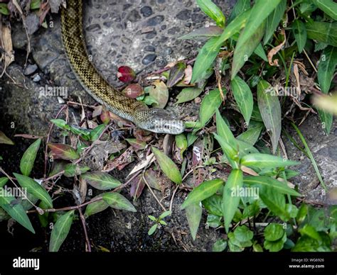 A Japanese rat snake, Elaphe climacophora, slithers along the side of ...