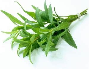 Antier TERRAGON HERB SEEDS (PACK OF 30 SEEDS X 4 PACKET Seed Price in ...