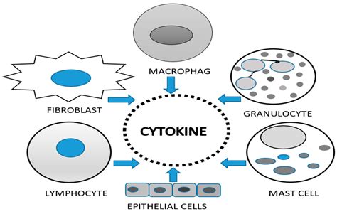 Diagnostic Potential of Cytokine Biomarkers in Endometriosis ...