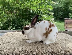 Image result for Brown Mini Rex Rabbit