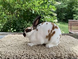 Image result for Mini Rex Baby