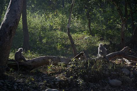 Image result for Monkey Falling Off Tree