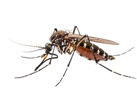 Mr.India Pest Control Services