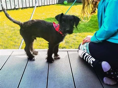 Jackapoo Size And Weight Guide (With Charts)