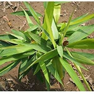 ONLINE PLANT BAZAR Elaichi/Cardamom Plant Price in India - Buy ONLINE ...