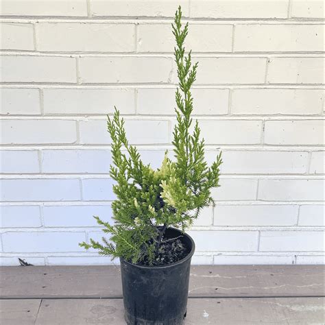 Variegated Hollywood Juniper Tree - Juniperus Chinensis 'Kaizuka Varie ...