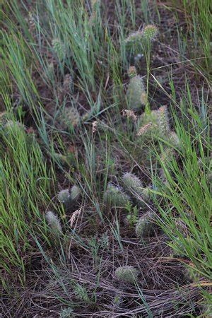 Boot Hill Cemetery, Billings - Tripadvisor