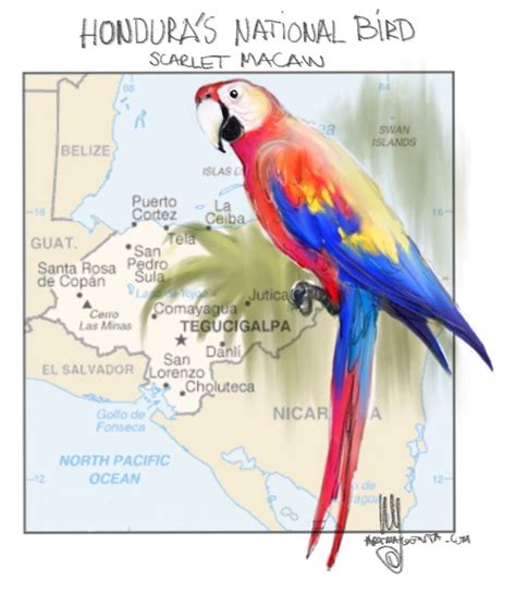 Birds: Scarlet macaw