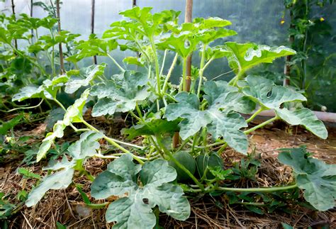 Citrullus Lanatus "Black Diamond Watermelon" | Plantly