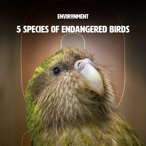5 Species of Endangered Birds - Environment Co
