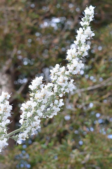 Does Sage Have White Flowers at Elizabeth Dolby blog