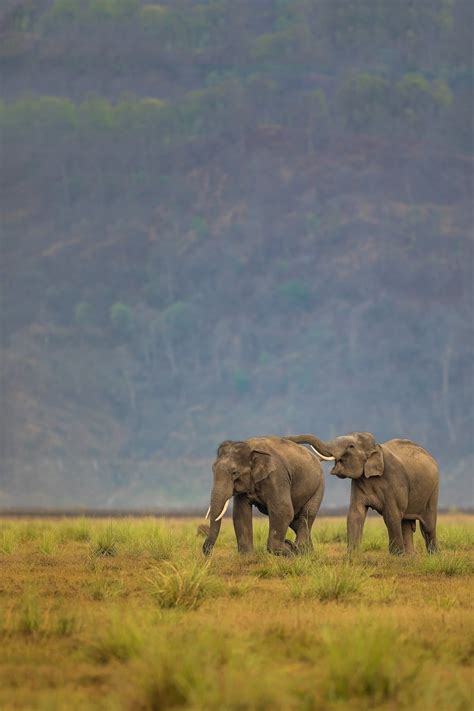 Jim Corbett National Park: A safari guide's tips on the best time to ...