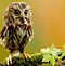 Image result for Super Cute Baby Owls