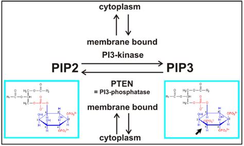 Image result for Pi PIP2 PIP3