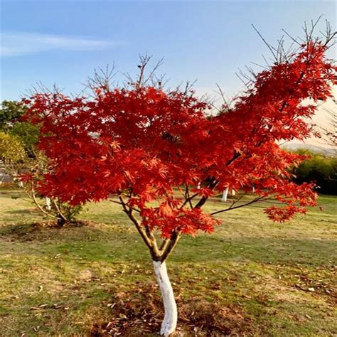辽宁耐寒美国红枫 秋火焰1-15公分精品树形 颜色鲜艳-阿里巴巴
