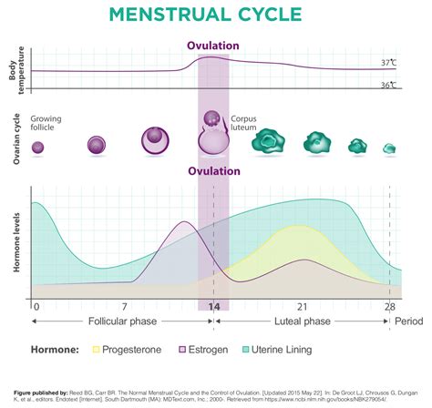 Image result for Period Cycle Explained