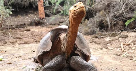 100-YO Giant Tortoise That Saved His Species Retires To Native Island