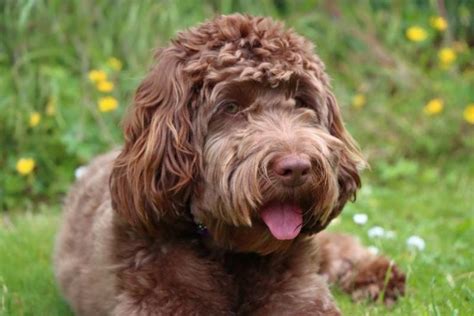 Image result for Fat Cockapoo