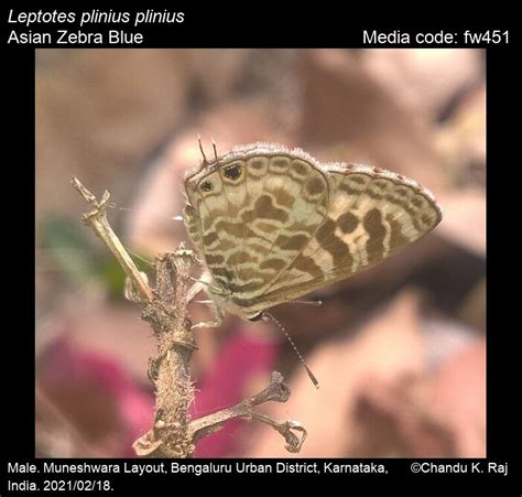 Leptotes plinius | Butterfly