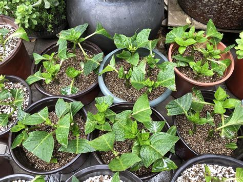 Buy Horticultural Vermiculite and Gardening to Promote Soil Aeration ...