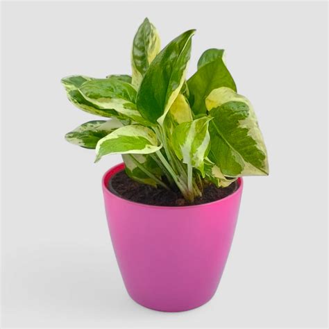 N'Joy Money Plant by Orchid N Petals