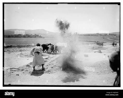 Harvesting and threshing floor scenes in the story of Ruth & Boaz Stock ...