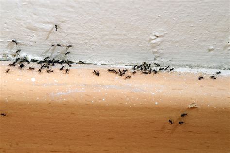 6 Simple Ways to Get Rid of Ants and Keep Them Out