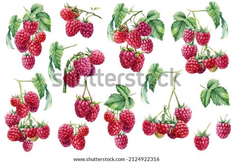 Image result for Raspberry Drawing