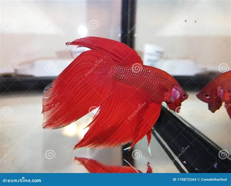 Flaring Red Male Betta Fish Royalty-Free Stock Photo | CartoonDealer ...