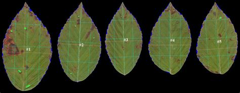 Fluctuating Asymmetry of Plant Leaves: Batch Processing with LAMINA and ...