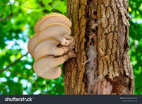 Common Tree Fungus 的图像结果