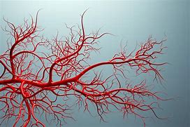blood vessels 的图像结果