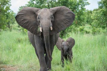 2days/1night Mikumi National Park | Trip Package for 1 Nights/2 Days ...
