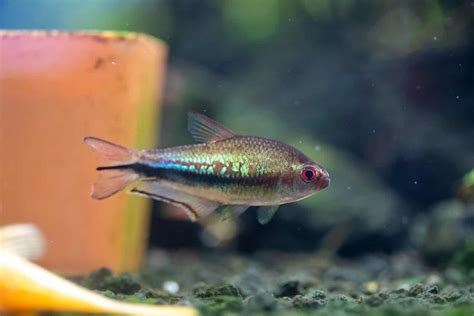 Tetra Fish Types: Guide to Types of Tetras (29 Species) - Fish Laboratory