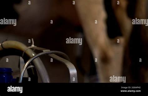 Inside Cattle Processing Plant Video 的图像结果