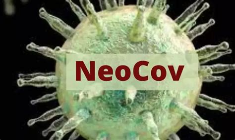 NeoCov's potential danger to humans requires further study: WHO