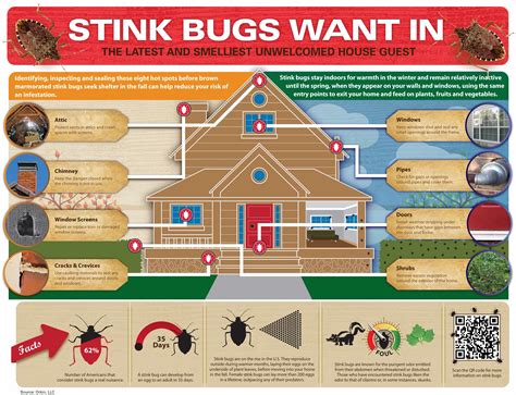 Stink Bugs: Brown Marmorated Stink Bug Control & Prevention